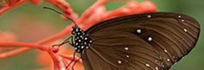 stage du papillon