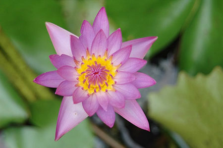 lotus