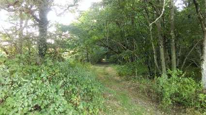 forêt