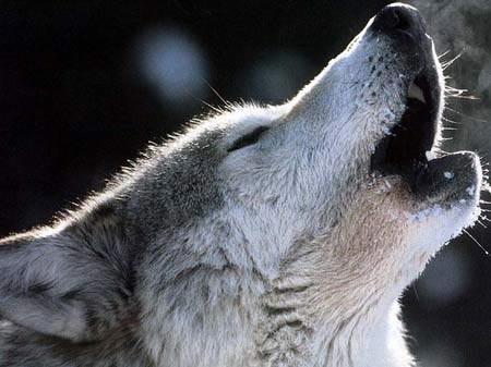 loup