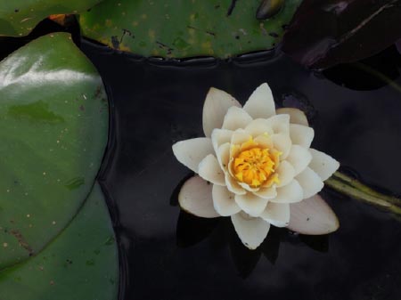 fleur
