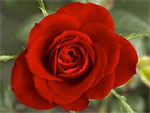 mystic rose
