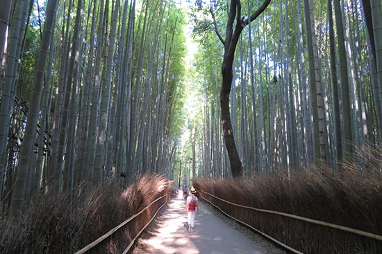 chemin dans une forêt de bambous