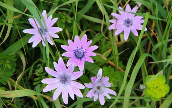 fleurs violette