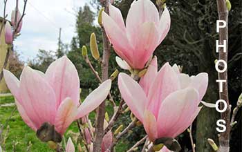 fleurs du printemps