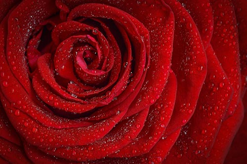 osho mystic rose