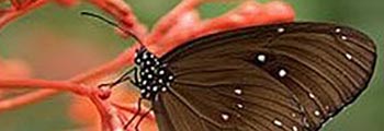 L’exceptionnel stage Papillon