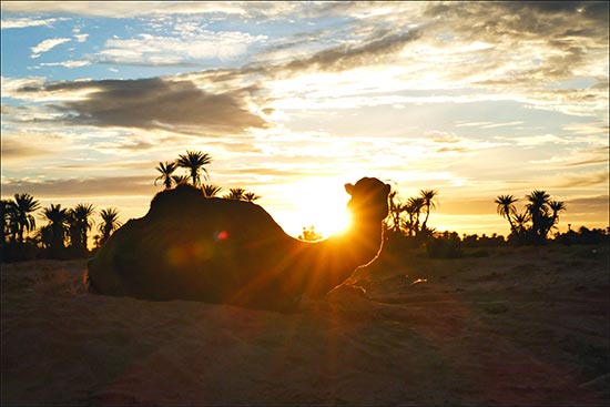 désert du Maroc