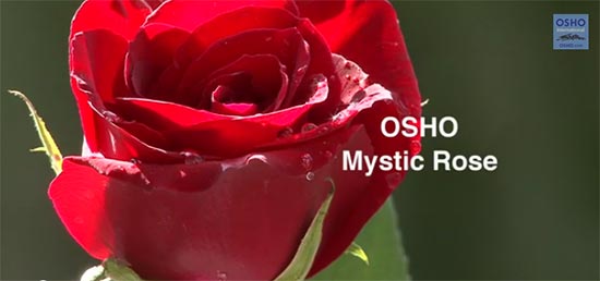 Osho mystic rose
