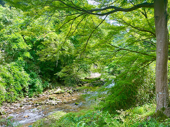 nature