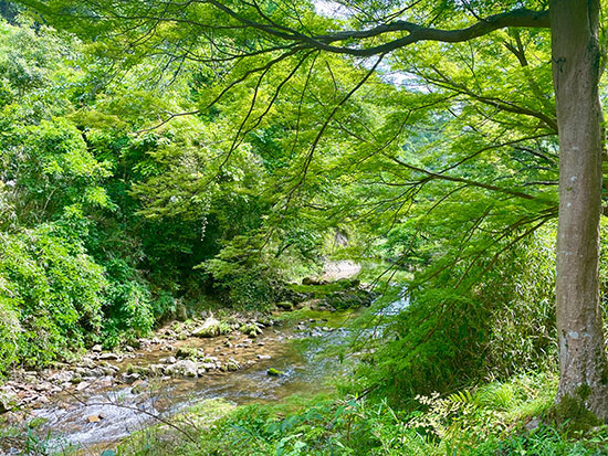 forêt et ruisseau