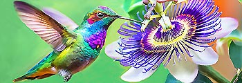 Le nectar divin, musique par Michel PéPé