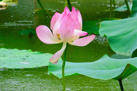 sagesse: aller dans le non-faire