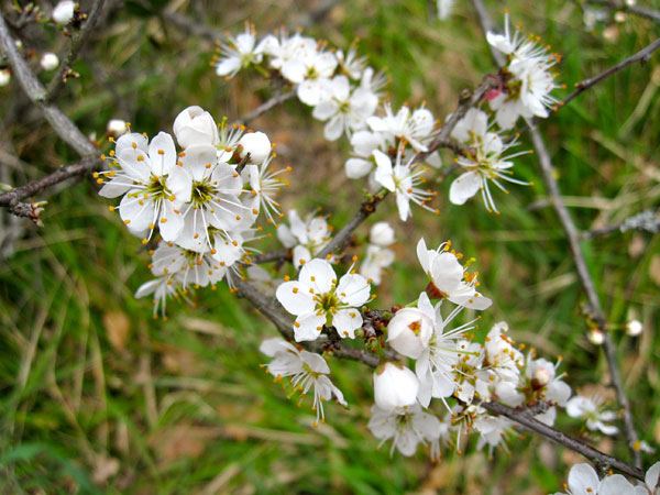 fleurs du printemps