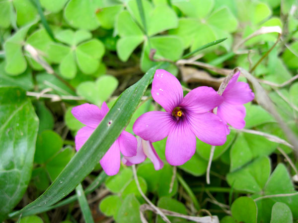 fleurs du printemps