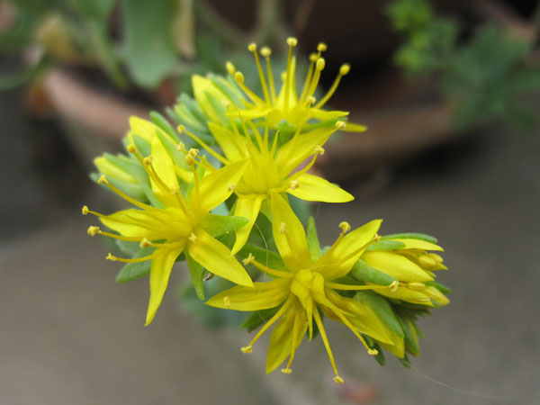 fleurs du printemps