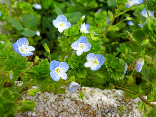 fleurs du printemps