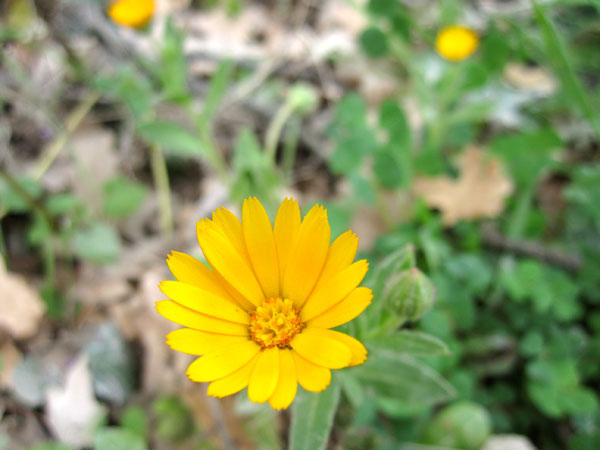 fleurs du printemps